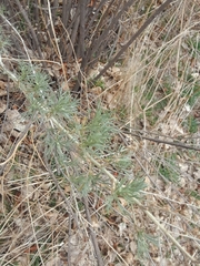 Artemisia californica