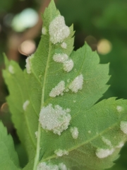 Podosphaera clandestina