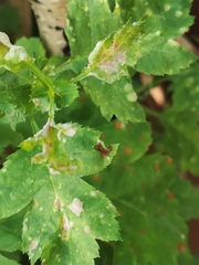 Podosphaera clandestina