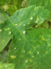 Podosphaera clandestina