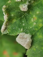 Podosphaera clandestina