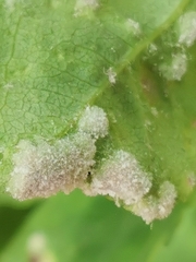 Podosphaera clandestina