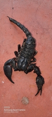 Scorpionoidea