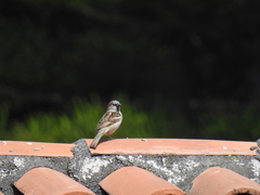 Passer domesticus