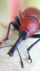 Merhynchites bicolor