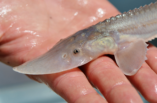 Pallid Sturgeon