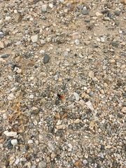 Dasymutilla magnifica