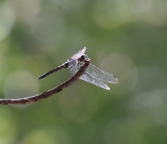 Onychothemis testacea