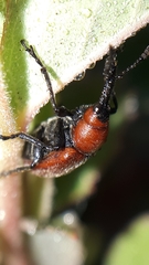 Merhynchites bicolor