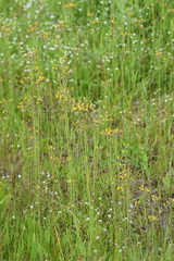 Pilosella novosibirskensis