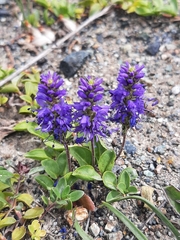 Veronica allionii