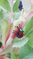 Merhynchites bicolor