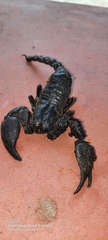 Scorpionoidea