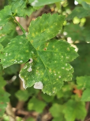 Podosphaera clandestina