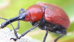Merhynchites bicolor