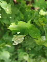 Podosphaera clandestina