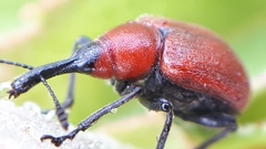 Merhynchites bicolor
