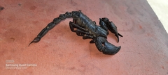 Scorpionoidea
