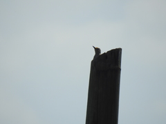 Melanerpes aurifrons