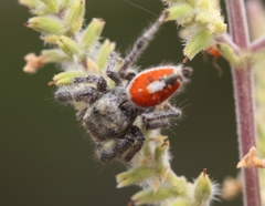 Phidippus vexans