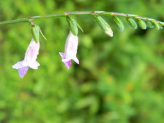 Asystasia dalzelliana