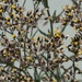 Senecio glomeratus - Photo (c) Jon Sullivan,  זכויות יוצרים חלקיות (CC BY)