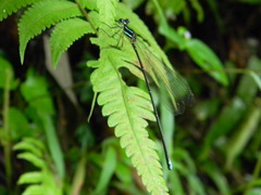 Caconeura ramburi