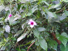 Barleria involucrata