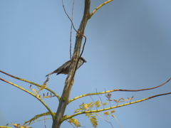 Passer domesticus