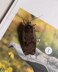 Noctua pronuba