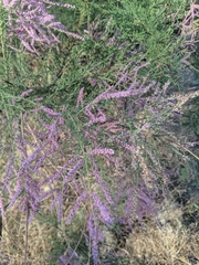 Tamarix ramosissima