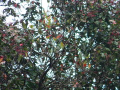 Elaeocarpus serratus