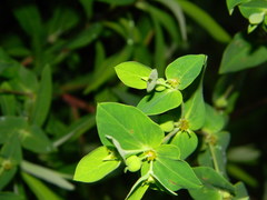 Euphorbia rothiana