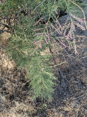 Tamarix ramosissima