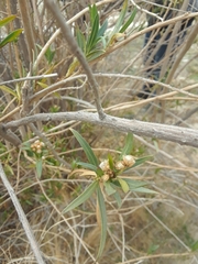 Baccharis salicifolia