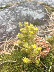 Sedum annuum