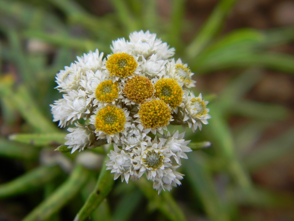 Anaphalis aristata