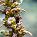 Puya tillii - Photo (c) David Torres, some rights reserved (CC BY-NC), uploaded by David Torres