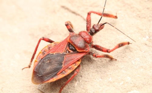 Desert Bee Assassin photo 2