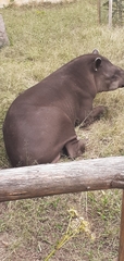 Tapirus