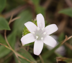 Richardia grandiflora