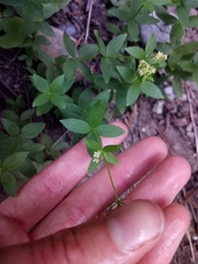 Galium oreganum