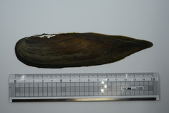 Lanceolaria acrorrhyncha