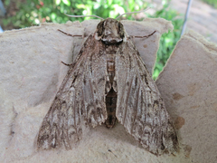 Ceratomia undulosa
