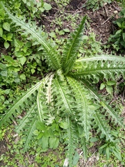 Cirsium nivale
