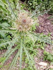 Cirsium nivale