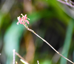 Epidendrum cochlidium