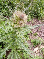 Cirsium nivale