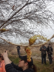 Populus fremontii