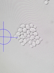 Saccharomyces cerevisiae